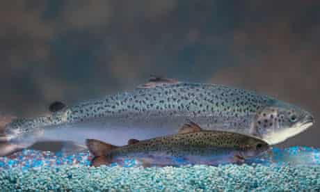 Two same-age salmon, a GM salmon, rear, and a non-GM salmon, foreground