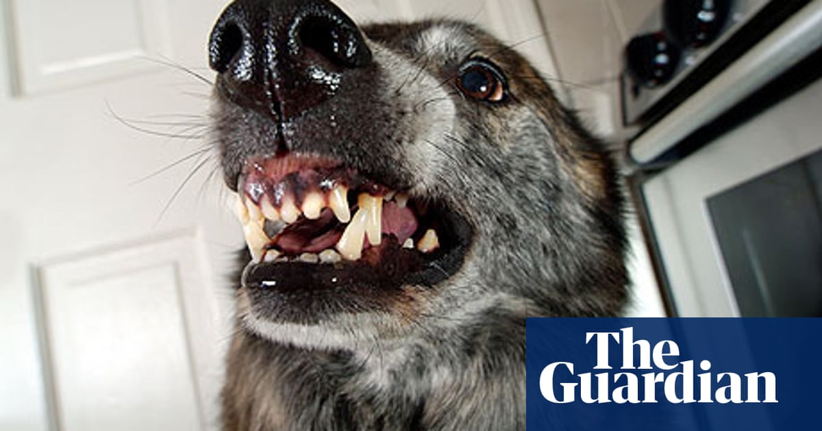 Dog Bites Data How Likely Are You To Get Bitten News The