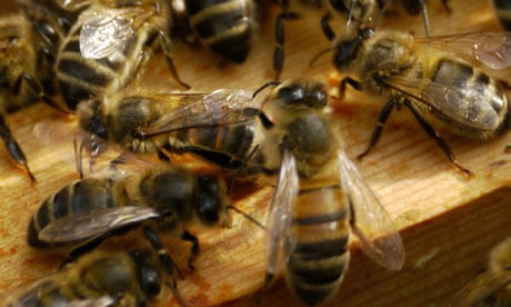 Pesticides confuse bees