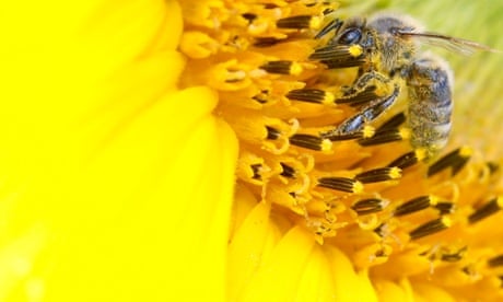 A bee collects nectar from a sunflower in a field near in Leibstadt, Switzerland. July 9, 2012. Pesticides have been found to make bees forget the scent for food. Read more on the bee plight.