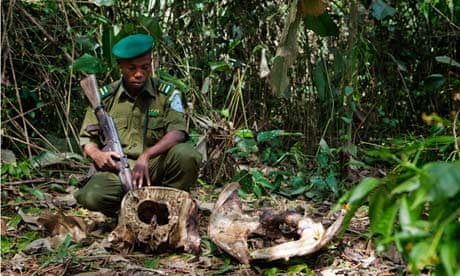 Gold and poaching bring murder and misery to Congolese wildlife reserve |  Democratic Republic of the Congo | The Guardian