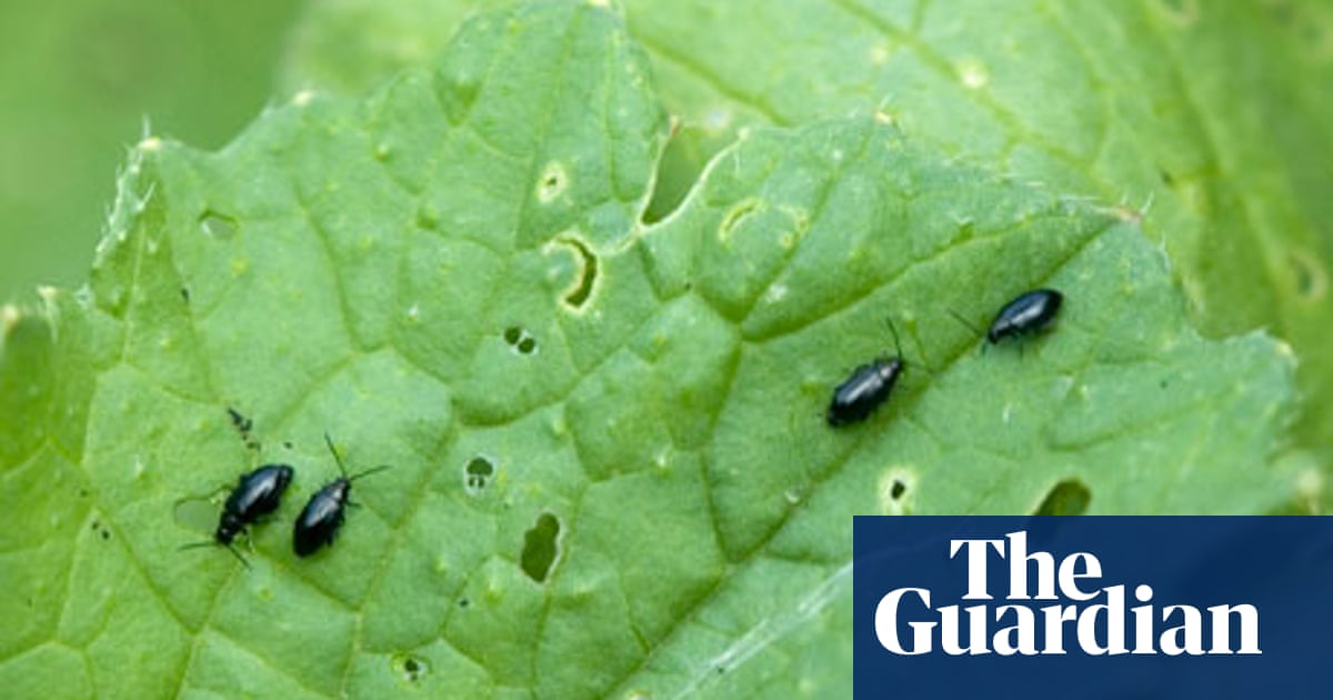 Alys Fowler Flea Beetle Gardening Advice The Guardian Alys Fowler Flea Beetle Gardening Advice The Guardian