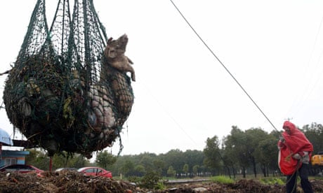 A worker hauls up dead pigs found floating in the Huangpu river flowing into Shanghai