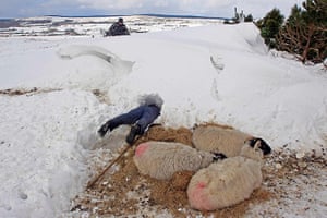 20 photos: Donald O'Reilly searches for sheep