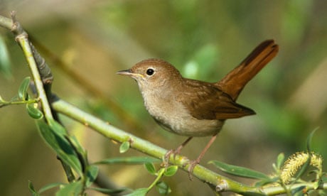 A nightingale 