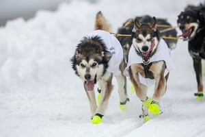 Iditarod dog race : The Iditarod dog sled race in Anchorage