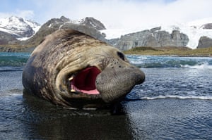 Elephant seal gallery: An Elephant Seal 'chuckles'