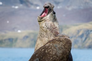Elephant seal gallery: A Southern Elephant seal roars