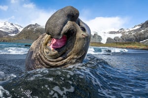 Elephant seal gallery: A battle-scarred male Southern Elephant seal