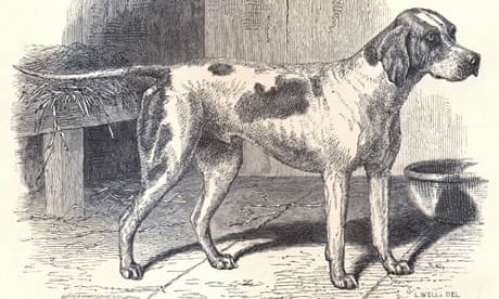 The first modern dog: a pointer called Major