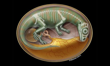 Illustration of a dinosaur embryo inside its egg.