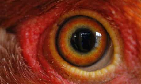 The eye of a chicken is kept in a cage waiting to be inspected by health workers in Hong Kong. The Hong Kong government has brought in measures to prevent a new strain of bird flu from entering the city.