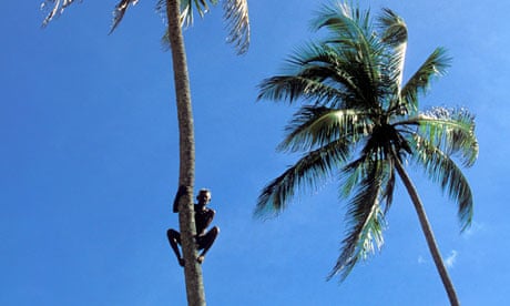 India Kerala A man climb on coconut tree