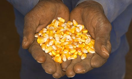 Corn in farmworkers' hands, North West Province, Boons, South Africa