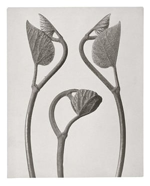 Karl Blossfeldt: Aristolochia, Birthwort - tendril shoots