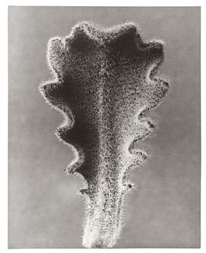 Karl Blossfeldt: Hairy Catsear - young leaf