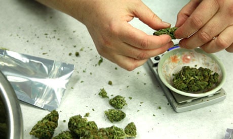 Marijuana is weighed and packaged