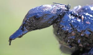 A duck covered in oil recovered near the Bell Slough State Wildlife Management Area in Mayflower, Arkansas, by the HAWK Center, a wildlife rehabilitation group assisting ExxonMobil after a pipeline ruptured and dumped several thousands of barrels of oil last Friday.