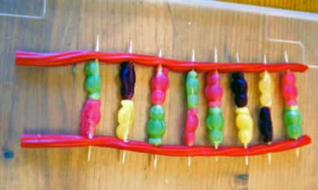 How To Make A Dna Double Helix From Jelly Babies And Liquorice Genetics The Guardian How To Make A Dna Double Helix From Jelly Babies And Liquorice Genetics The Guardian