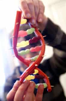 How To Make A Dna Double Helix From Jelly Babies And Liquorice Genetics The Guardian How To Make A Dna Double Helix From Jelly Babies And Liquorice Genetics The Guardian