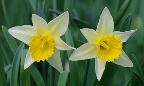 Wild Daffodil, Narcissus pseudonarcissus, Kent, England.
