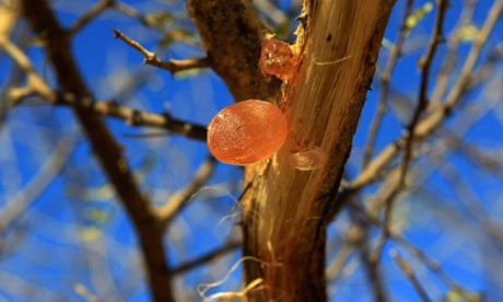 Gum arabic on an Acacia tree