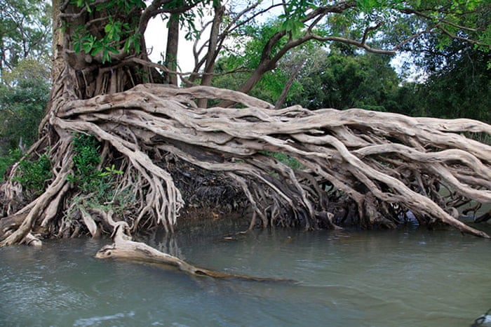 Impact of deforestation on wildlife in the greater Mekong - in pictures