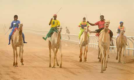 The 20km camel race at the opening of the Janadriyah festival near Riyadh