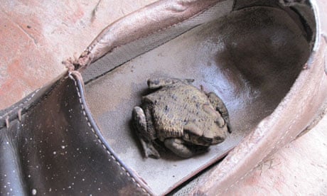 Toad in a shoe