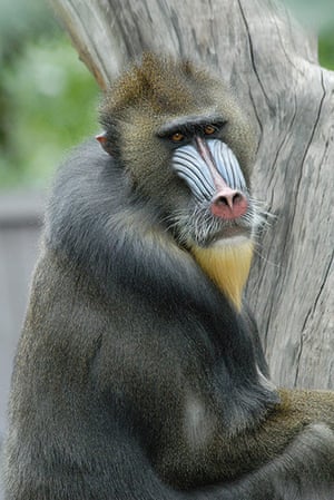 primates comprehensive guide most mandrill male cebus macrocephalus capuchin headed rio brazil