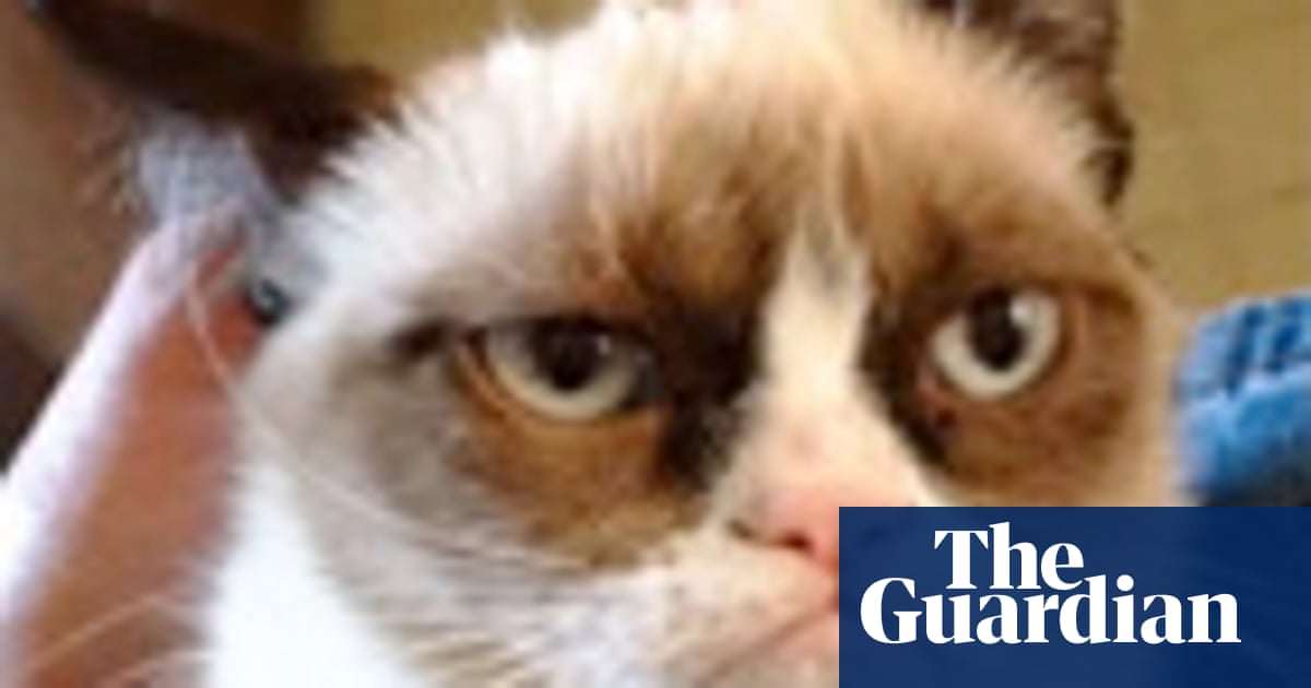The 10 Best Cats On The Internet Technology The Guardian