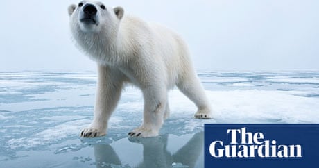 svalbard polar bear