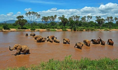 Elephants are pictured crossing the Ewas