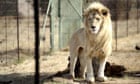 'Canned hunting': the lions bred for slaughter