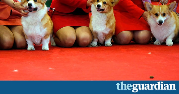 word dog show