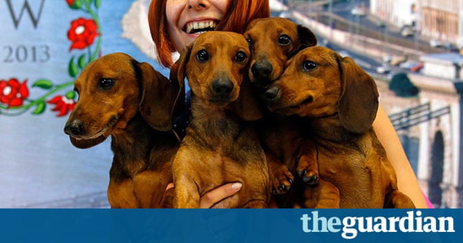 word dog show