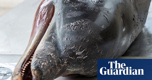 Warmer seas could lead to more dolphin deaths in South Australia