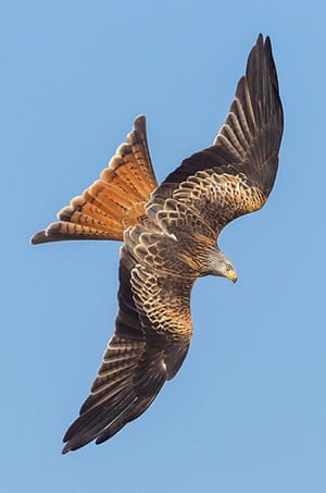 The State of Nature: Red kites