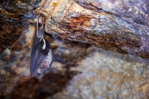 The State of Nature: Greater horshoe bat