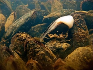 The State of Nature: Freshwater pearl mussel