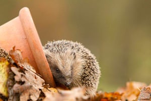 The State of Nature: Hedgehog