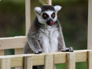 A ring tailed Lemur gets to grips with a new slide and climbing frame installed in its enclosure at Whipsnade Zoo in Bedfordshire. 
