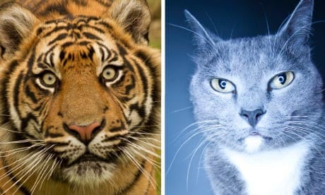 Who would win, a tiger or a domestic cat (in case it is as big as