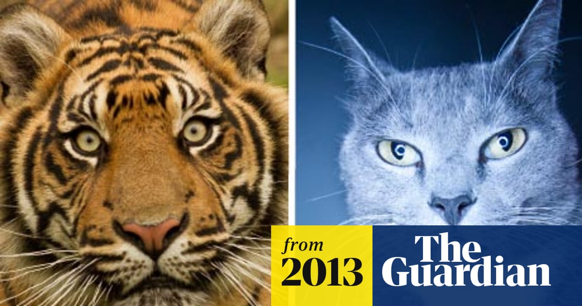 Why Do Cats Have Slit Pupils: Surprising Science Explained