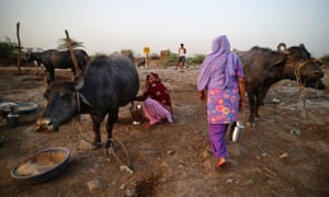 An Indian woman milks a buffalo as a customer arrives to buy fresh milk in New Delhi, India.