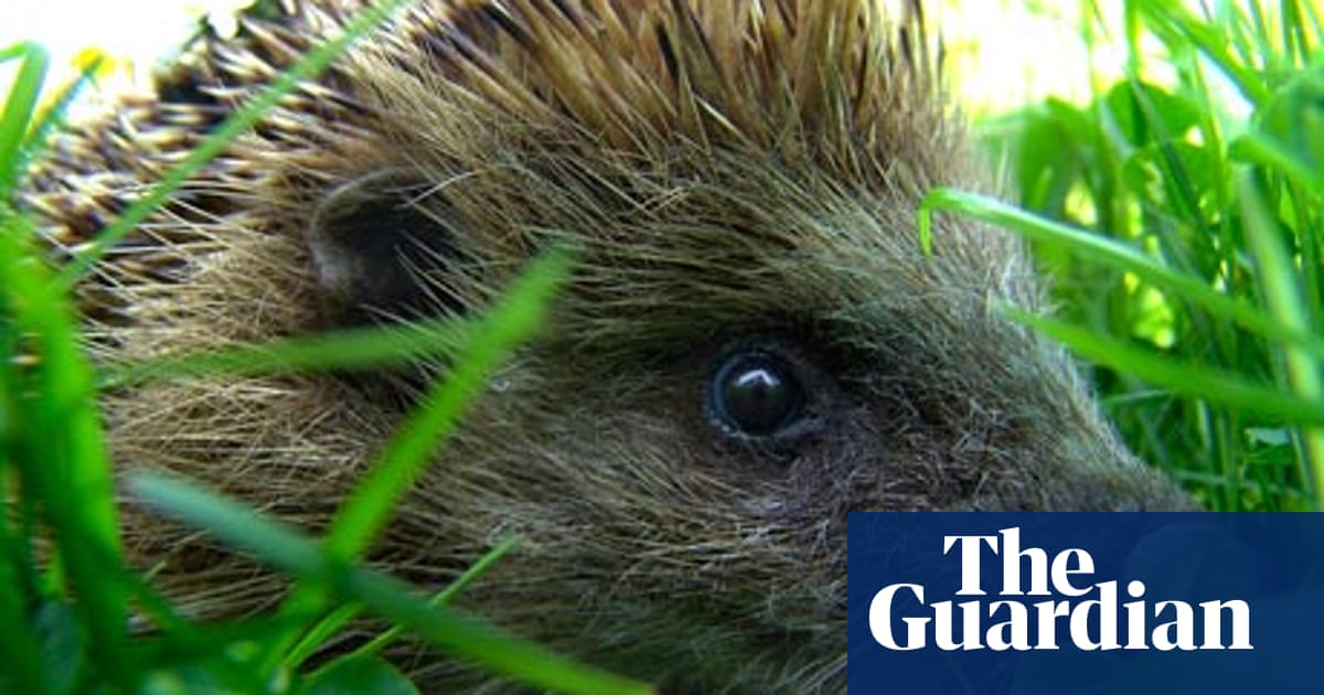 How To Make Your Garden A Hedgehog Haven Life And Style The