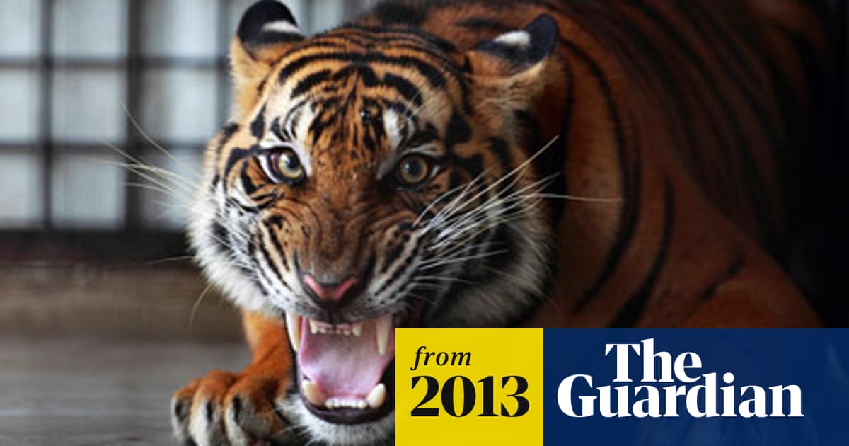 Zoo keeper mauled by tiger 'broke safety rules' | UK news | The Guardian
