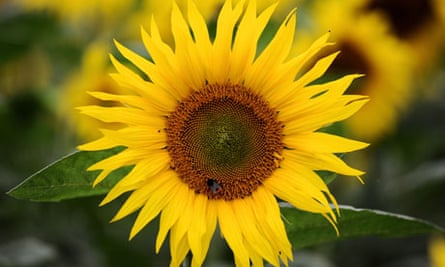 From Couture To Compost My Blossoming Career In Horticulture Guardian Careers The Guardian