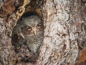 Eastern Screech owlets in a tree in Okefenokee Swamp in Georgia, USA.