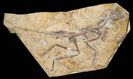 Fossil of early bird Aurornis xui